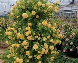 255 Mixed Color Climbing Rose Vine Seeds - View 12