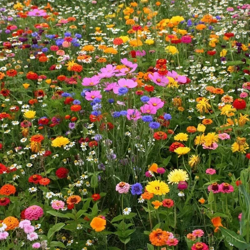 Heat-Tolerant Wildflower Seeds – Summer Hardy Mix - View 8