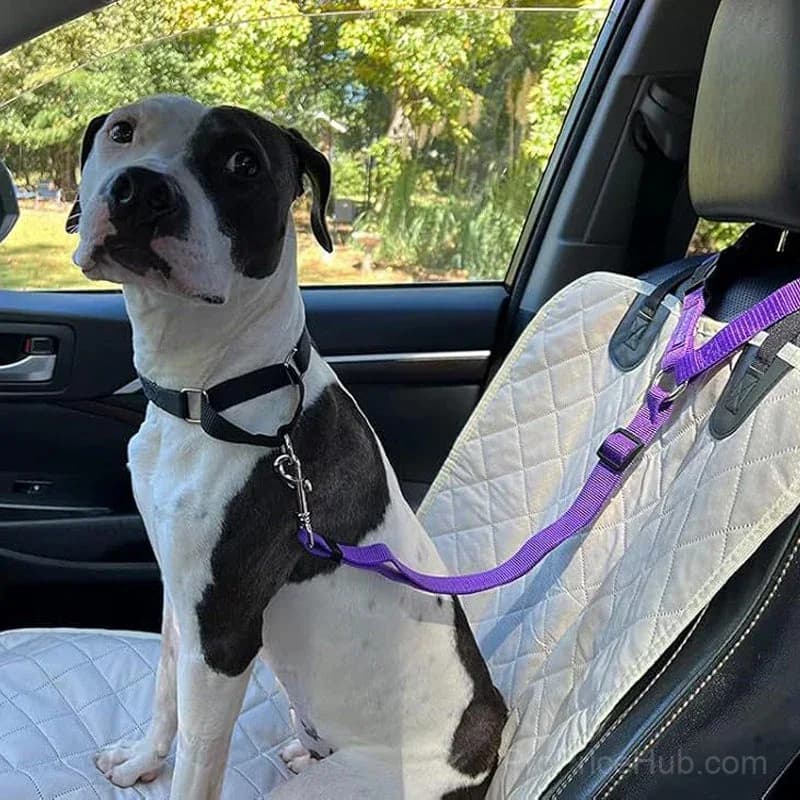 2-in-1 Dog Seatbelt and Leash - View 2