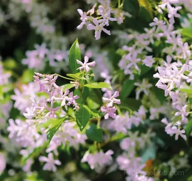 Windmill Jasmine Seeds - View 5