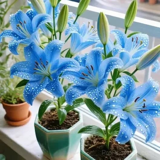 Perfume Lily Bulbs - Fresh and Sweet Scented - View 6