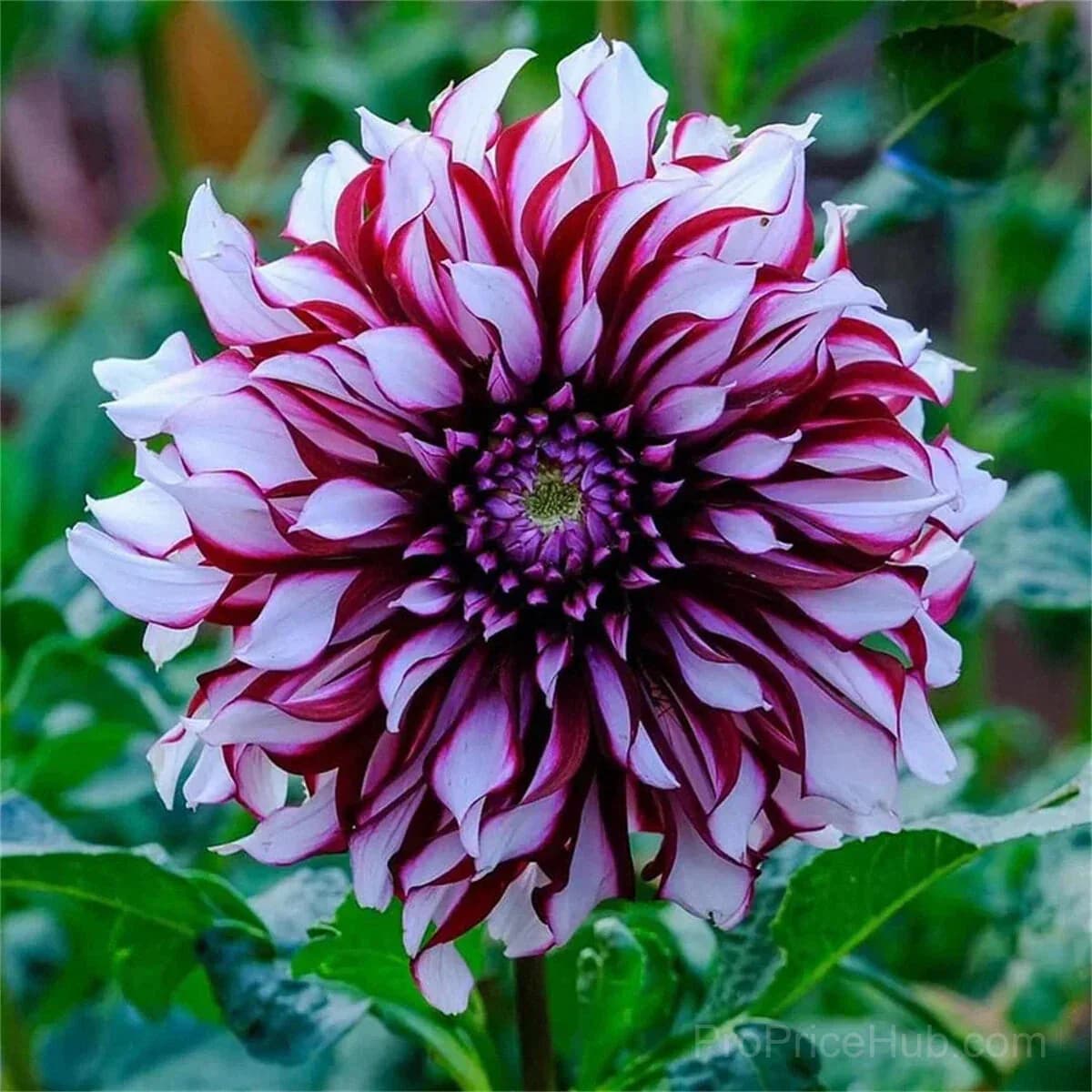 Rare Double Dahlias - Bold Lush Blooms for Unique Gardens - View 24