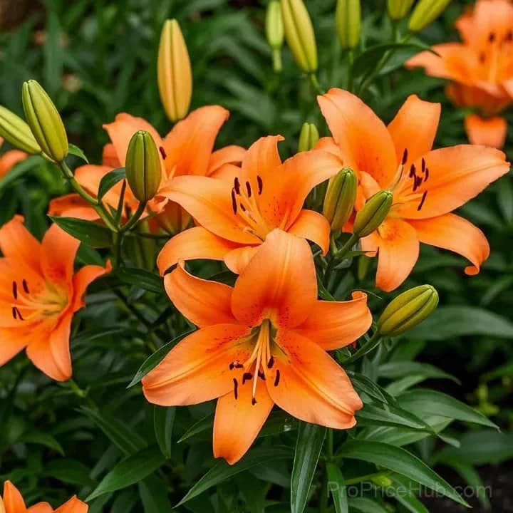 Perfume Lily Bulbs - Fresh and Sweet Scented - View 13