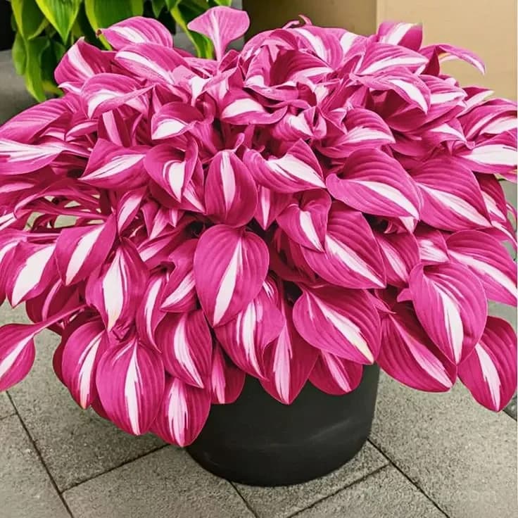 Mutilcolor Hosta Seeds - View 12