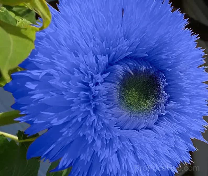 Sunflower Seeds for Planting - Sunshine Variety - View 17