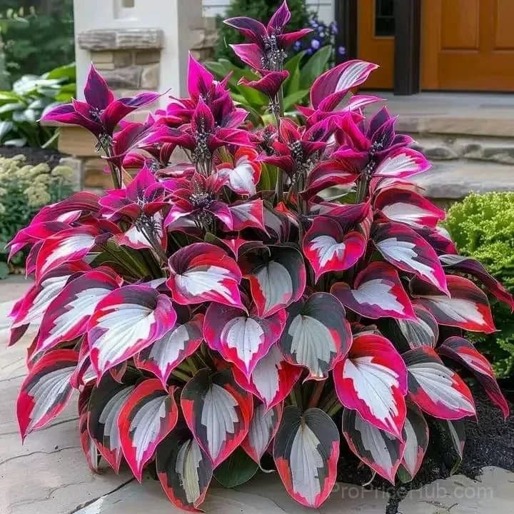 Turn Dead Corners Into a Lush Garden Paradise – Shade-Tolerant Seeds - View 10