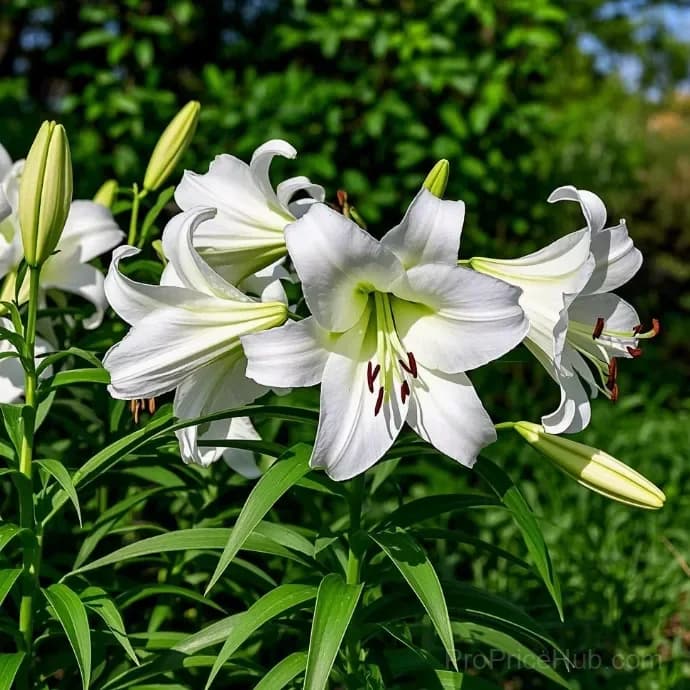 Perfume Lily Bulbs - Fresh and Sweet Scented - View 10