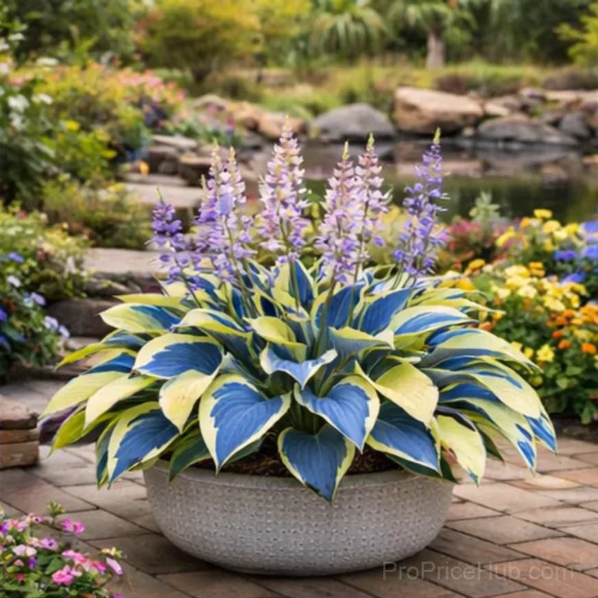 Hosta Bulbs for Shade - Easy Lush Perennial Growth - View 19