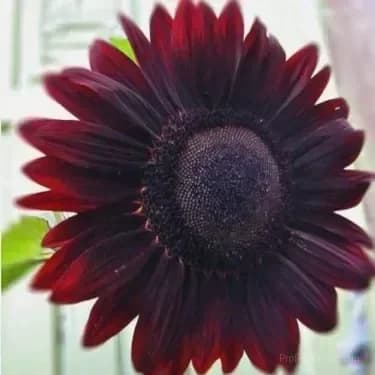 Sunflower Seeds for Planting - Sunshine Variety - View 10