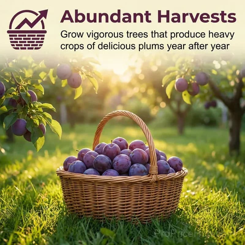 Heirloom Non-GMO Grafted Plum Tree Seeds - View 8