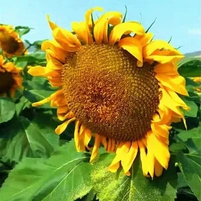 Sunflower Seeds for Planting - Sunshine Variety - View 7