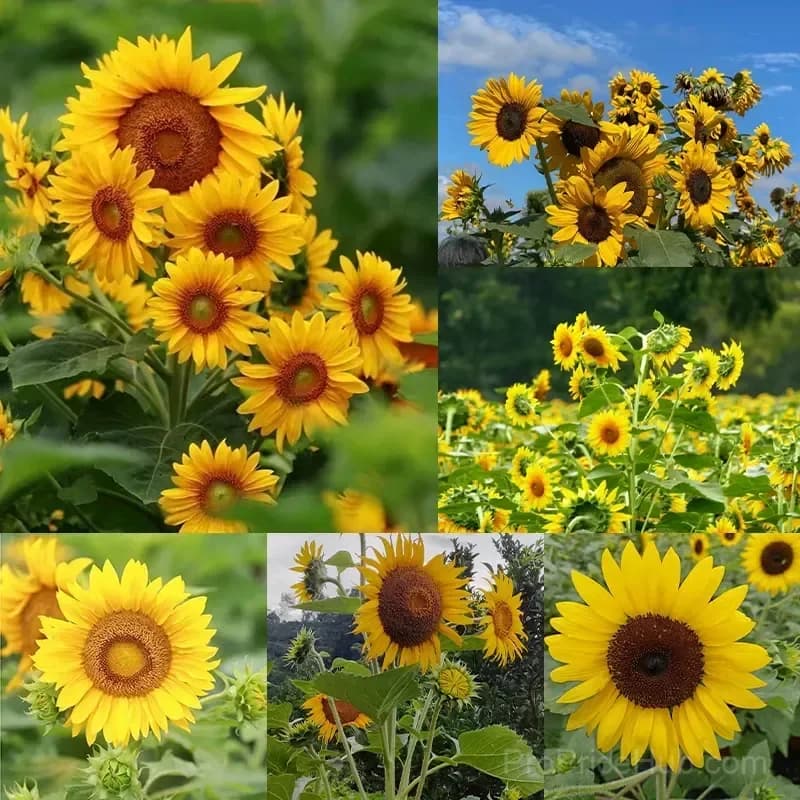 Sunflower Seeds for Planting - Sunshine Variety - View 5