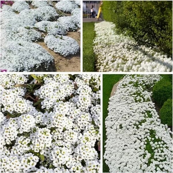 Low-Maintenance Thyme Seeds for Garden Planting - View 5