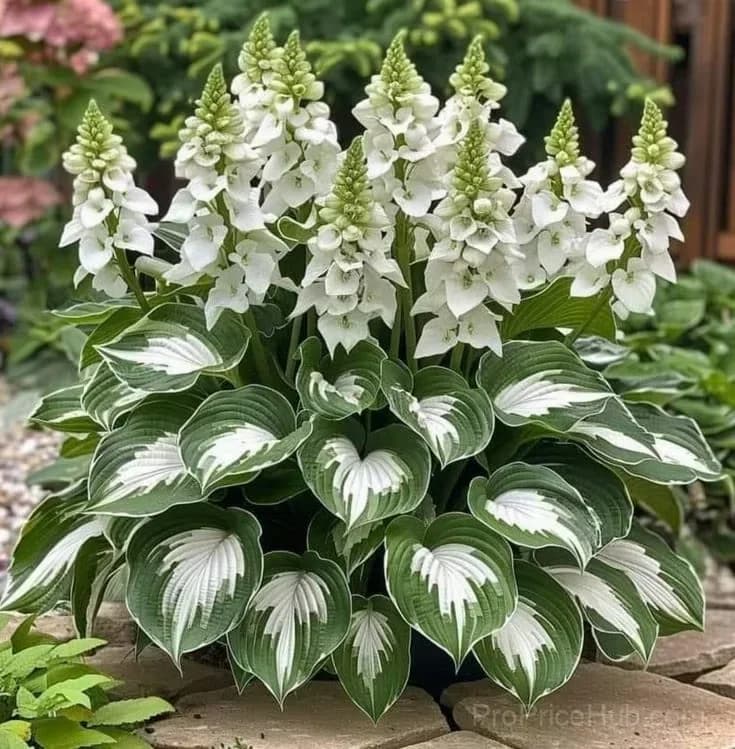 Turn Dead Corners Into a Lush Garden Paradise – Shade-Tolerant Seeds - View 7