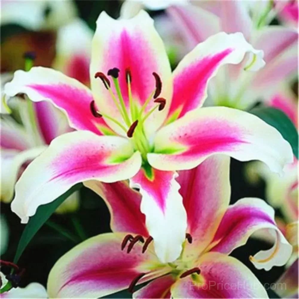 100 Rare Lily Seeds, Mixed Varieties - View 5