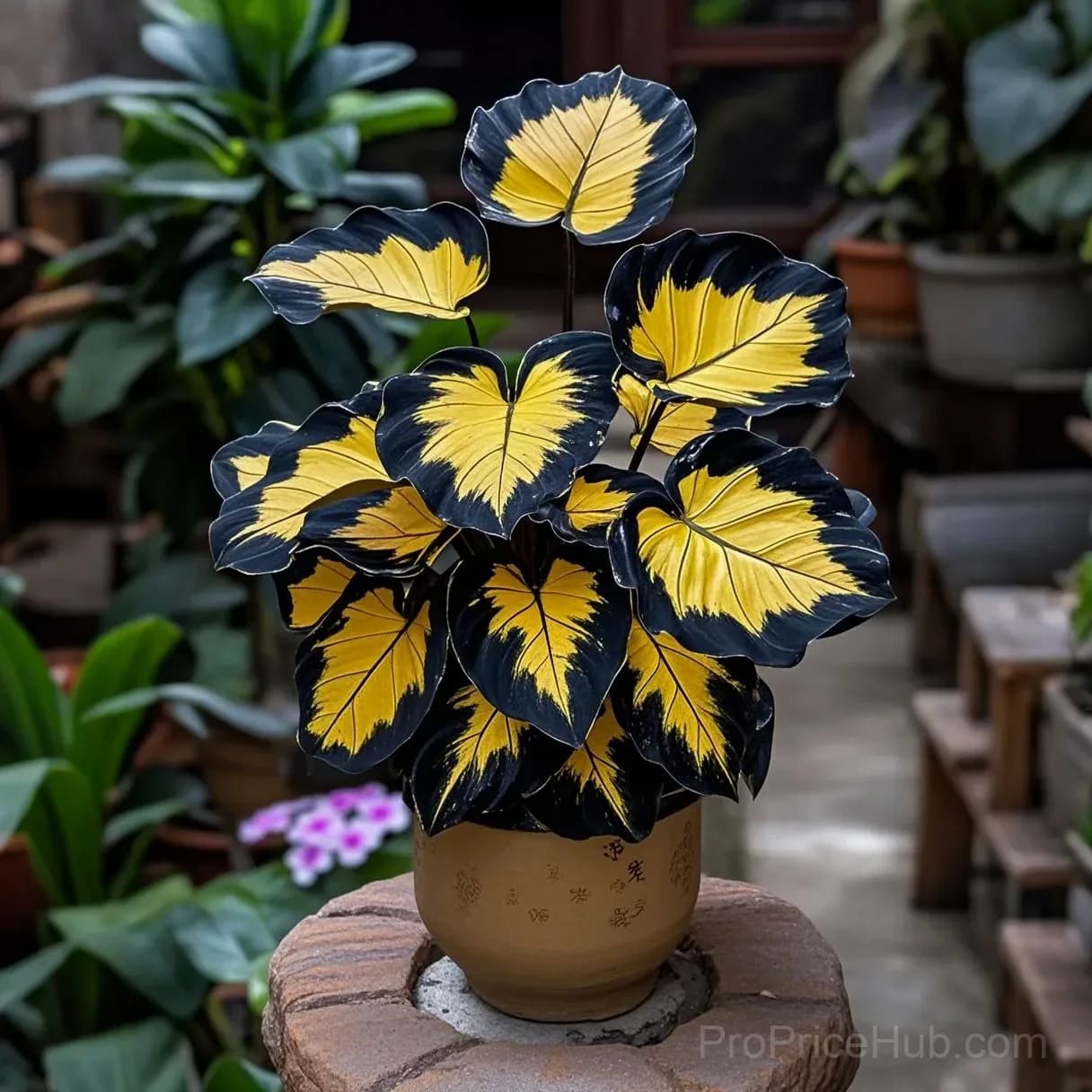 Twilight Potted Alocasia Bulbs - Indoor Plant Bulbs for Growing - View 11