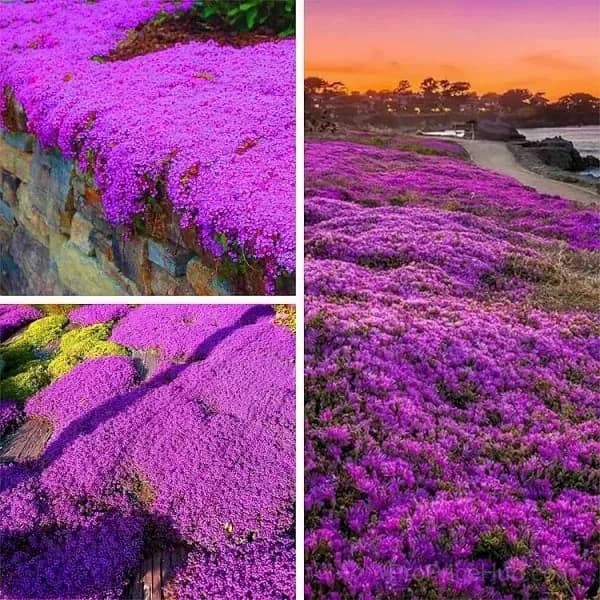 Low-Maintenance Thyme Seeds for Garden Planting - View 3