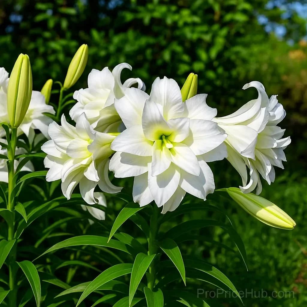 Perfume Lily Bulbs - Fresh and Sweet Scented - View 9