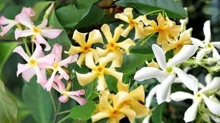 Windmill Jasmine Seeds - View 10