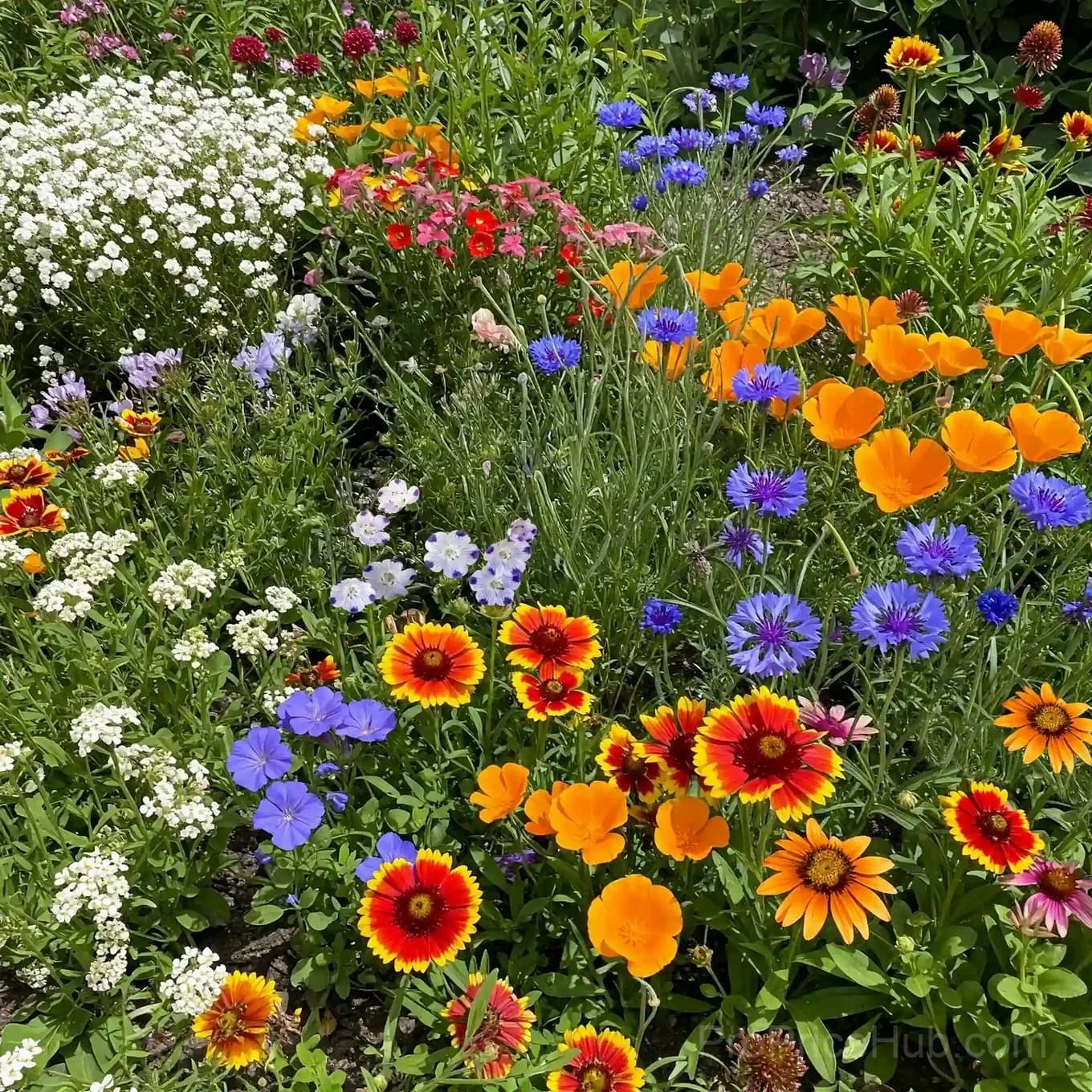 Heat-Tolerant Wildflower Seeds – Summer Hardy Mix - View 6