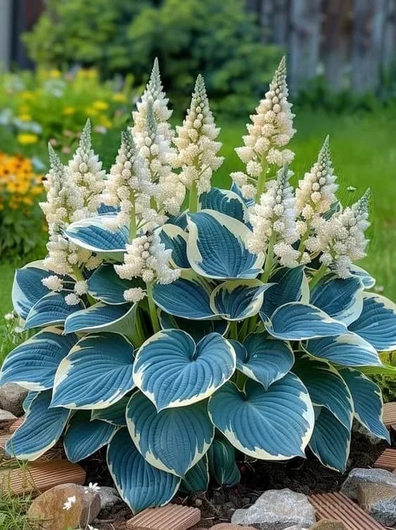 Shade & Cold Tolerant Hosta Seeds - View 5