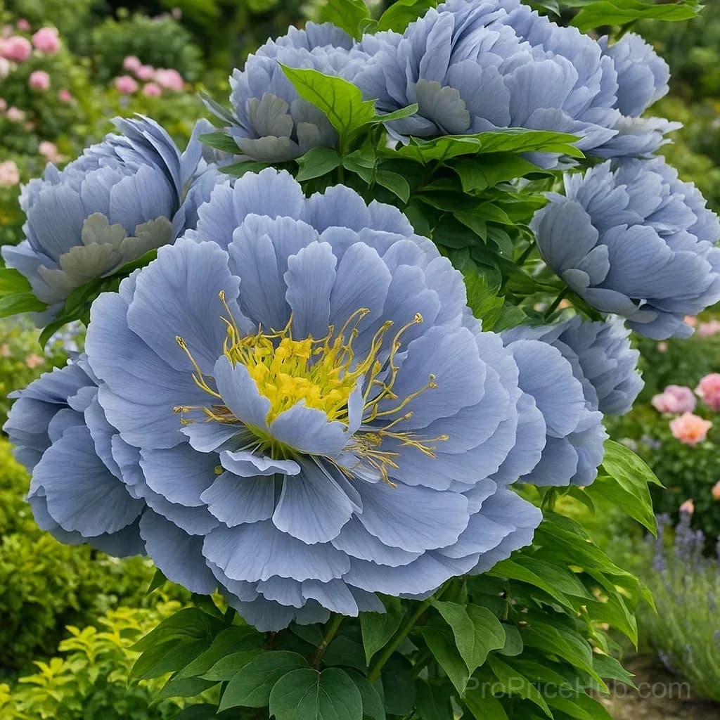 Rare Double Peonies - Big Beautiful Blooms, Seeds & Bulbs - View 15