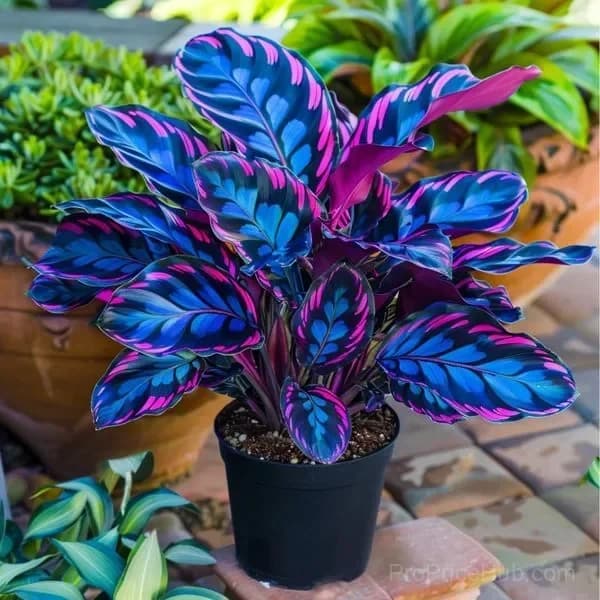 Twilight Potted Alocasia Bulbs - Indoor Plant Bulbs for Growing - View 3