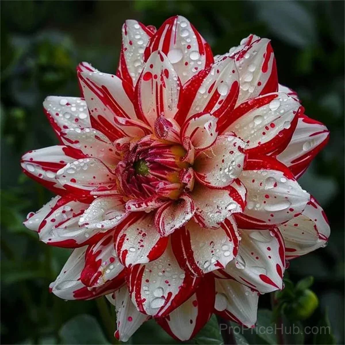 Rare Double Dahlias - Bold Lush Blooms for Unique Gardens - View 22