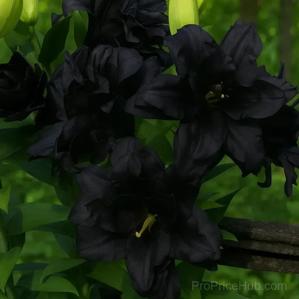 Perfume Lily Bulbs - Fresh and Sweet Scented - View 27