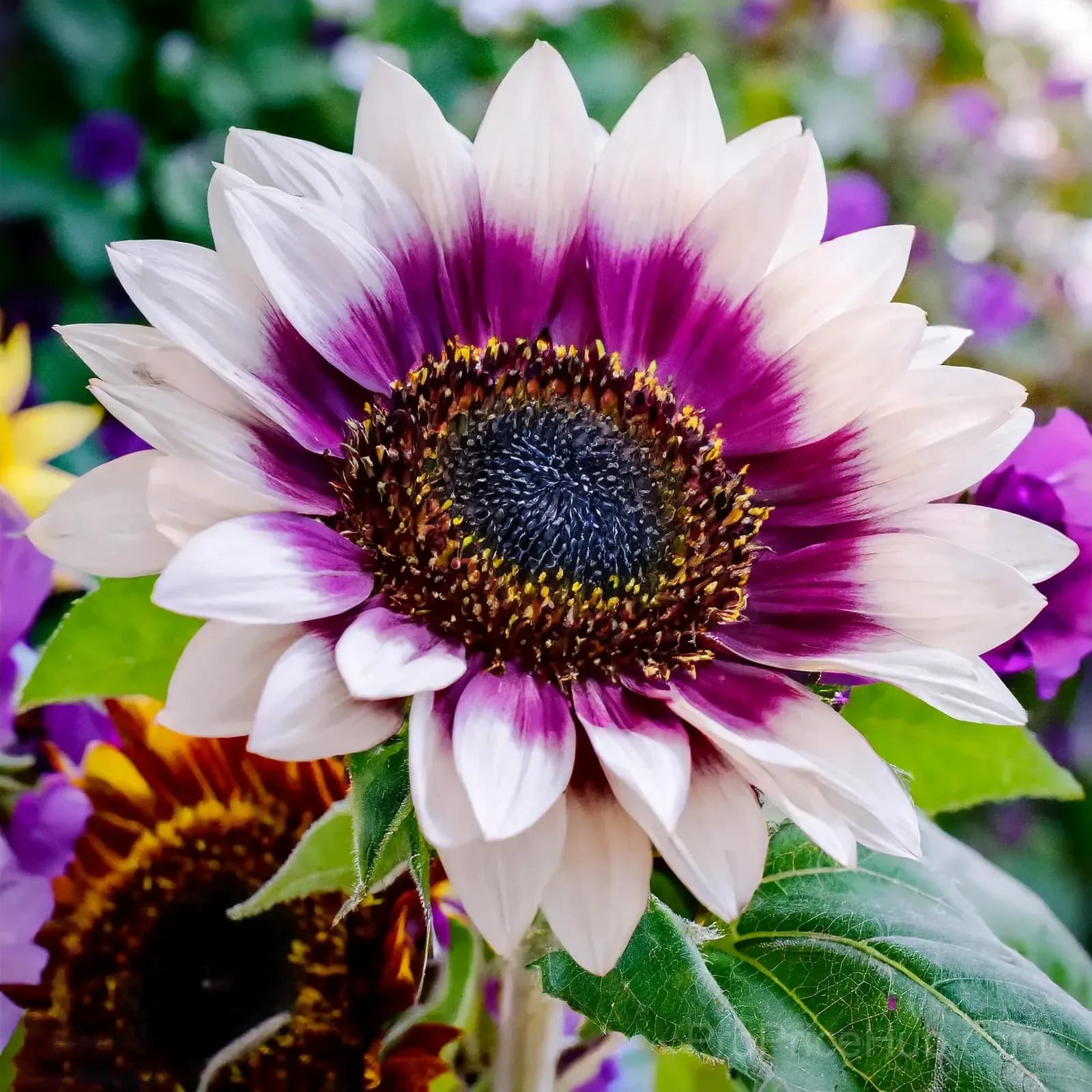 Sunflower Seeds for Planting - Sunshine Variety - View 23