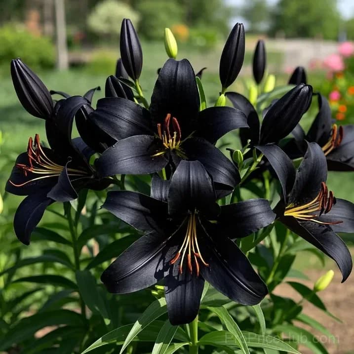 Perfume Lily Bulbs - Fresh and Sweet Scented - View 25
