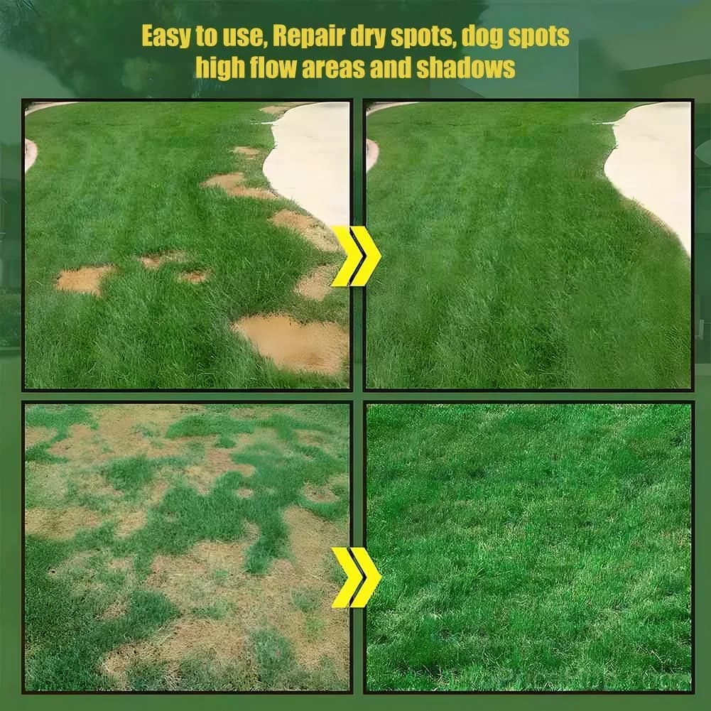 2026 Four Seasons Evergreen Grass Seed - Durable, Vibrant Green All Year - View 3