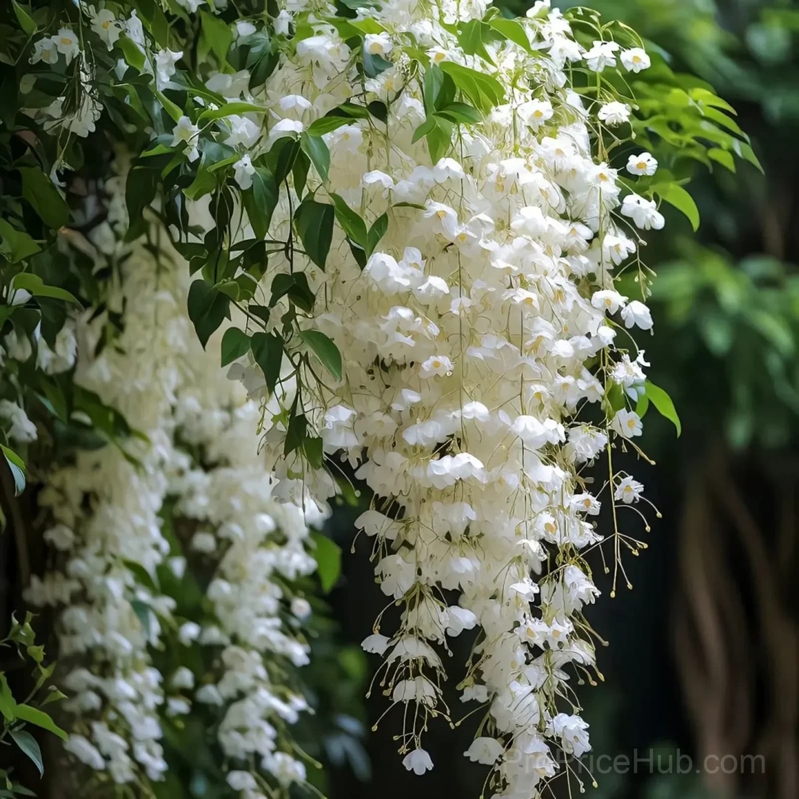 Clerodendrum wallichii Seeds - View 11