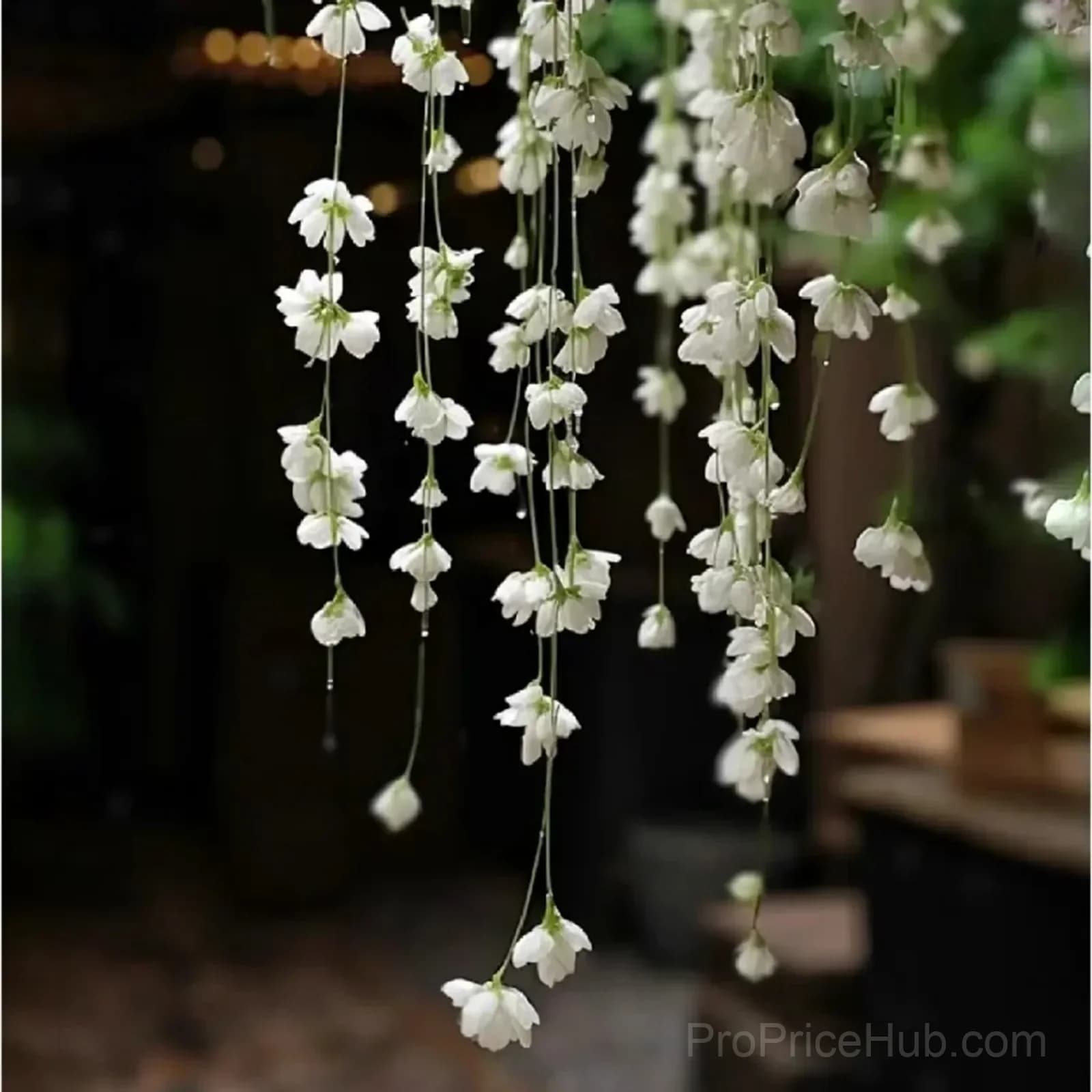 Clerodendrum wallichii Seeds - View 3