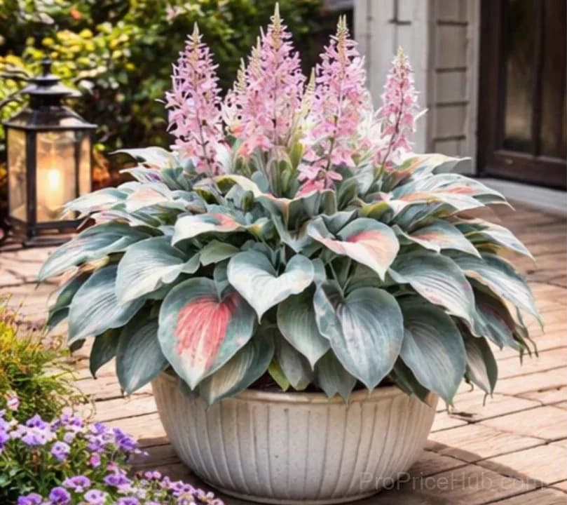 Hosta Bulbs for Shade - Easy Lush Perennial Growth - View 5