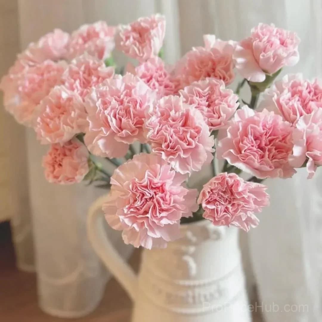 Premium Carnation Seeds - View 5