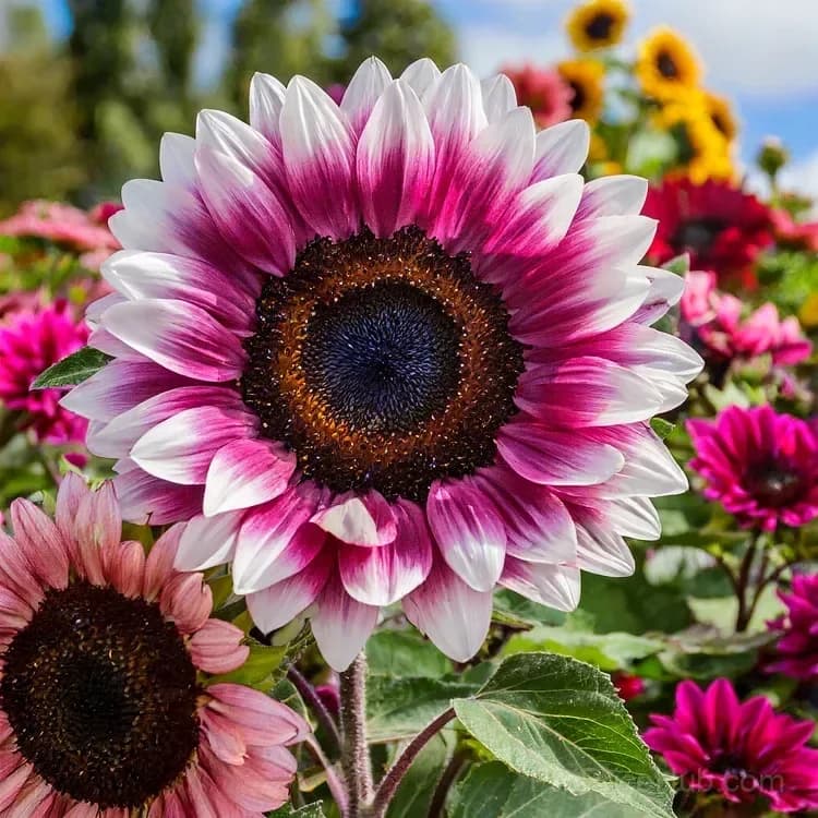 ColorBurst Sunflower Seeds for Planting - View 6