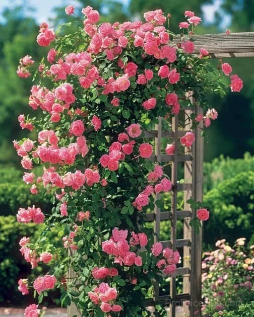 Rare Climbing Roses - Vigorous & Fragrant Garden Rose Plant - View 5