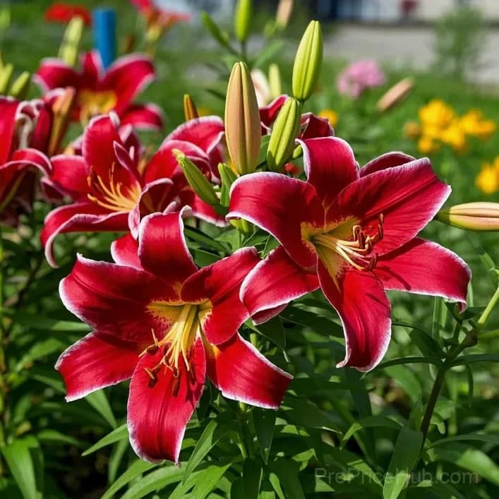 Perfume Lily Bulbs - Fresh and Sweet Scented - View 18