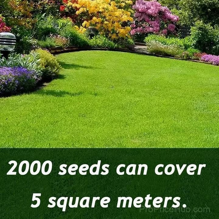 2026 Four Seasons Evergreen Grass Seed - Durable, Vibrant Green All Year - View 6