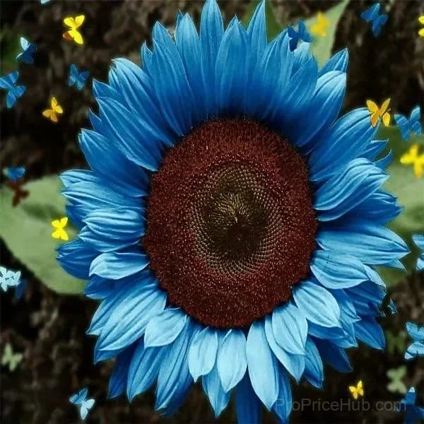 Sunflower Seeds for Planting - Sunshine Variety - View 3