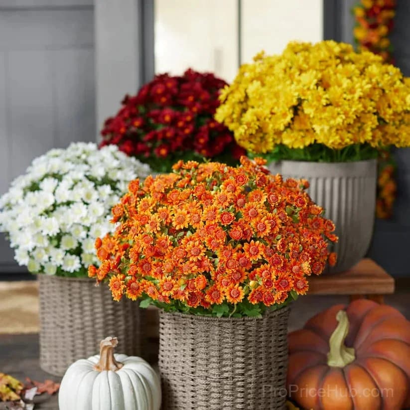 Artificial Outdoor Sunset Mums – UV-Resistant & Weatherproof detail