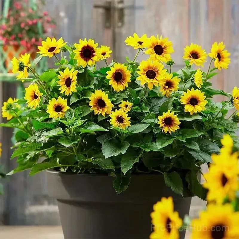 Sunflower Seeds for Planting - Sunshine Variety - View 9