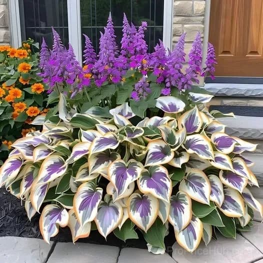 Shade & Cold Tolerant Hosta Seeds - View 11