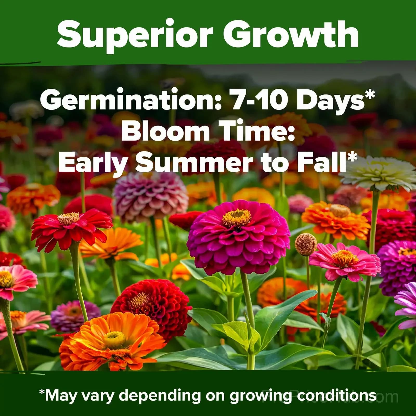 Zinnia Flower Seeds for Planting - View 3