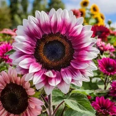 Sunflower Seeds for Planting - Sunshine Variety - View 14