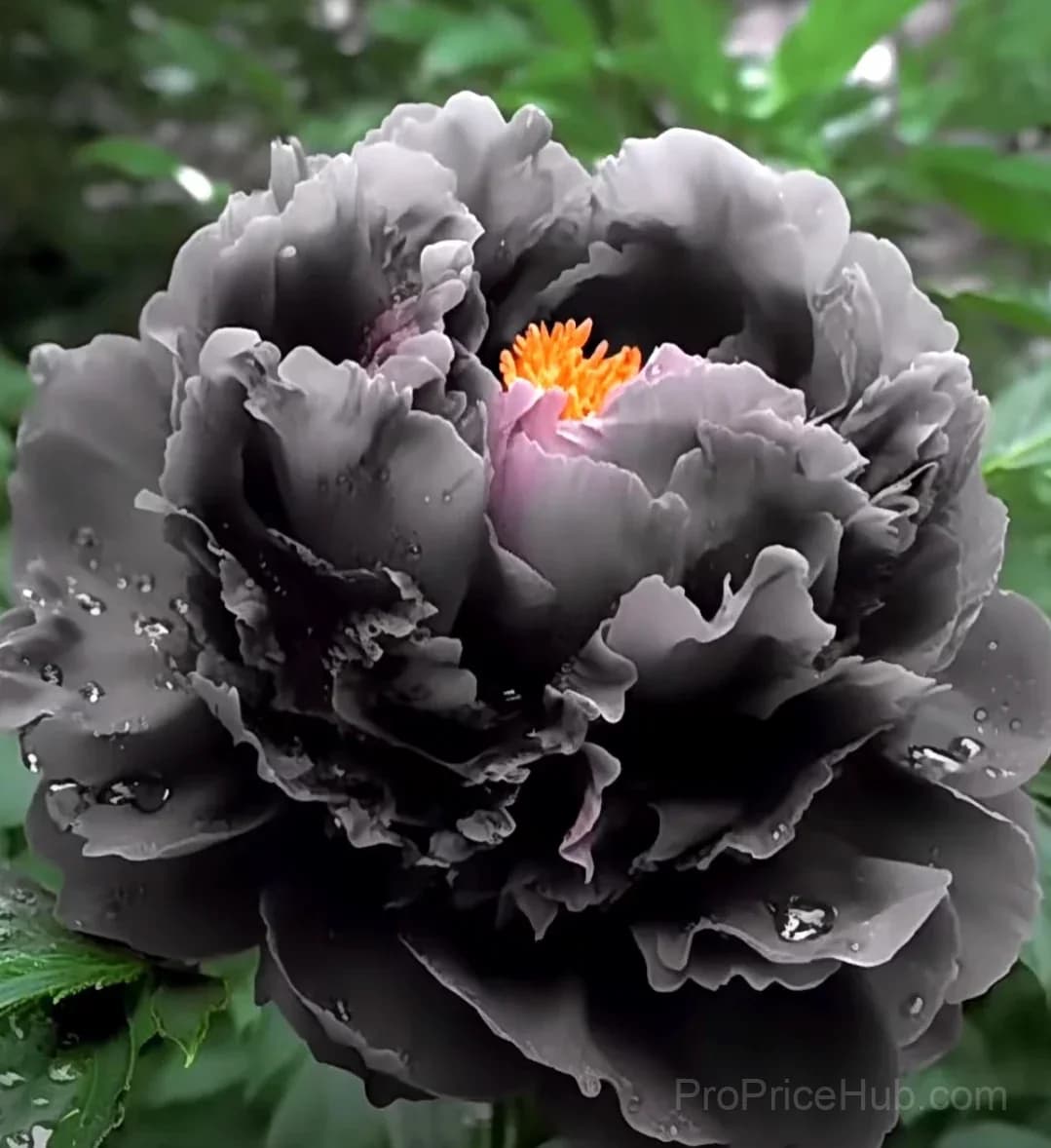 Multicolor Peony Seeds - View 8