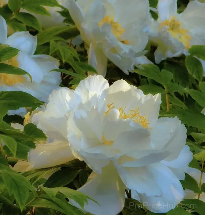 Multicolor Peony Seeds - View 4