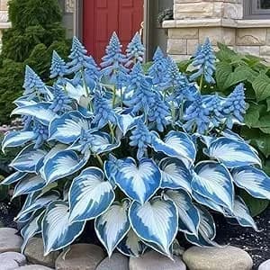 Turn Dead Corners Into a Lush Garden Paradise – Shade-Tolerant Seeds - View 14