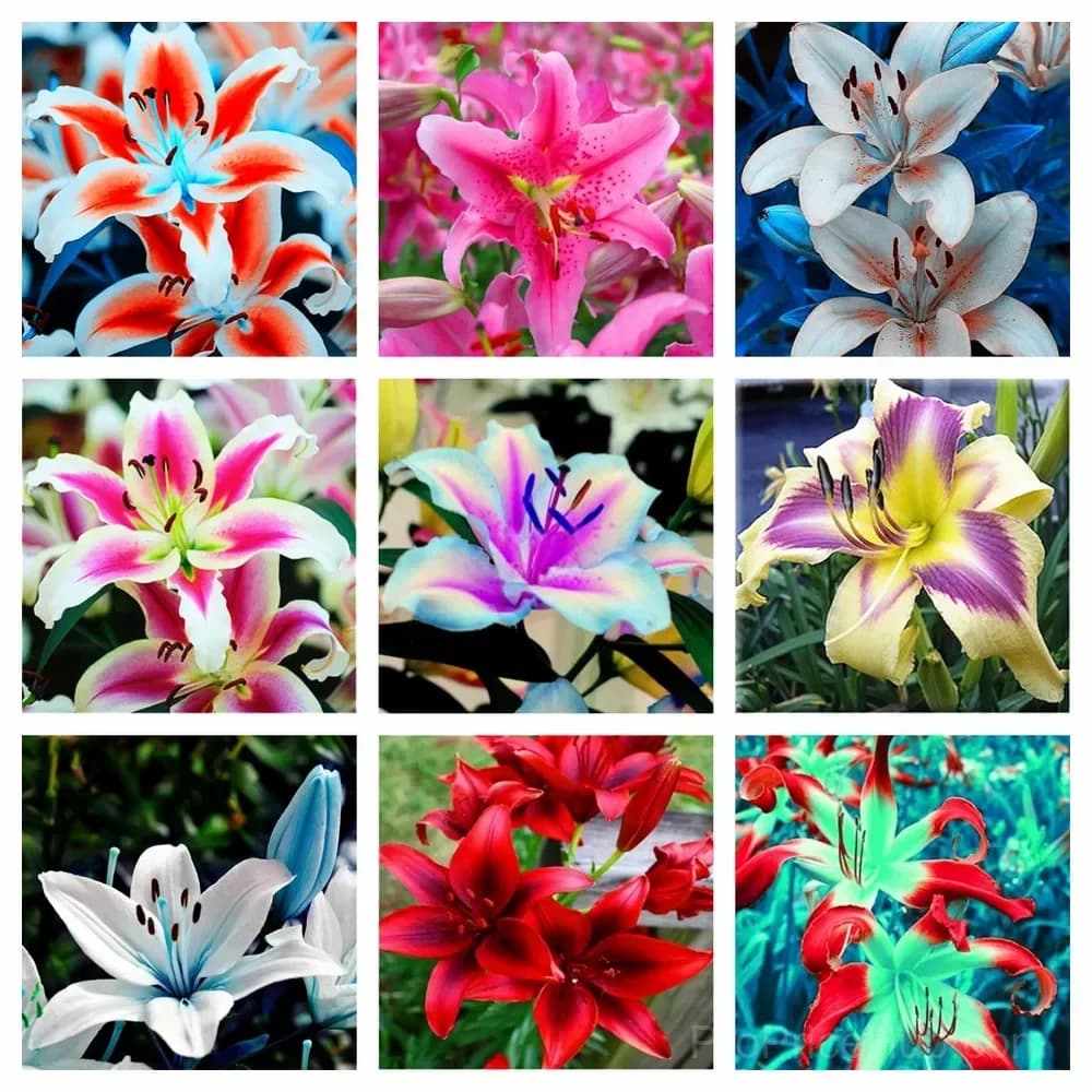 100 Rare Lily Seeds, Mixed Varieties - View 2